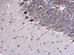 Invitrogen SSB Polyclonal Antibody 100 &mu;L; Unconjugated:Antibodies,