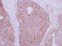 Invitrogen GDF5 Polyclonal Antibody 100 &mu;L; Unconjugated:Antibodies,