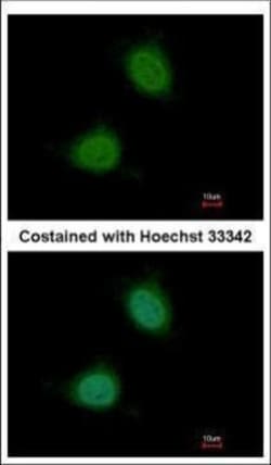 Invitrogen Pirin Polyclonal Antibody 100 &mu;L; Unconjugated:Antibodies,