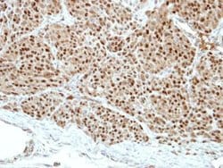 Invitrogen Pirin Polyclonal Antibody 100 &mu;L; Unconjugated:Antibodies,