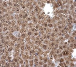 Invitrogen Pirin Polyclonal Antibody 100 &mu;L; Unconjugated:Antibodies,