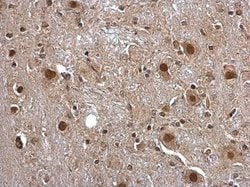 Invitrogen Pirin Polyclonal Antibody 100 &mu;L; Unconjugated:Antibodies,