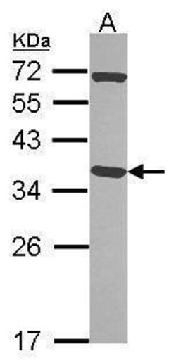 Invitrogen Pirin Polyclonal Antibody 100 &mu;L; Unconjugated:Antibodies,