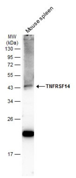 Invitrogen TNFRSF14 Polyclonal Antibody 100 &mu;L | Buy Online | Invitrogen&trade; | Fisher Scientific
