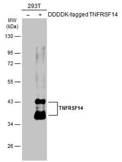 Invitrogen TNFRSF14 Polyclonal Antibody 100 &mu;L | Buy Online | Invitrogen&trade; | Fisher Scientific
