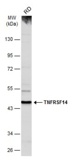 Invitrogen TNFRSF14 Polyclonal Antibody 100 &mu;L | Buy Online | Invitrogen&trade; | Fisher Scientific