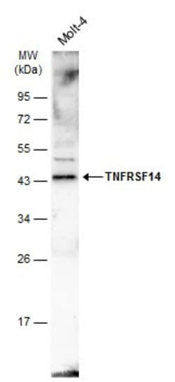 Invitrogen TNFRSF14 Polyclonal Antibody 100 &mu;L | Buy Online | Invitrogen&trade; | Fisher Scientific