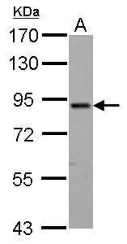 Invitrogen ELMO1 Polyclonal Antibody 100 &mu;L; Unconjugated:Antibodies,