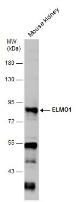 Invitrogen ELMO1 Polyclonal Antibody 100 &mu;L; Unconjugated:Antibodies,