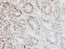 Invitrogen TRAF3IP2 Polyclonal Antibody 100 &mu;L; Unconjugated:Antibodies,