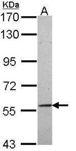 Invitrogen TRAF3IP2 Polyclonal Antibody 100 &mu;L; Unconjugated:Antibodies,