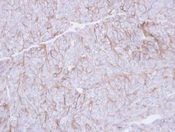 Invitrogen CD147 Polyclonal Antibody 100 &mu;L; Unconjugated:Antibodies,