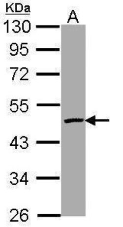 Invitrogen Caspase 4 Polyclonal Antibody 100 &mu;L | Buy Online | Invitrogen&trade; | Fisher Scientific