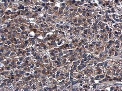 Invitrogen Caspase 4 Polyclonal Antibody 100 &mu;L | Buy Online | Invitrogen&trade; | Fisher Scientific