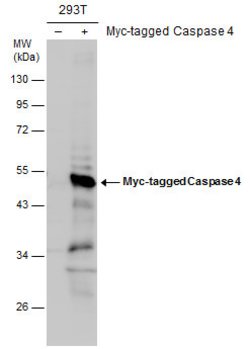 Invitrogen Caspase 4 Polyclonal Antibody 100 &mu;L | Buy Online | Invitrogen&trade; | Fisher Scientific