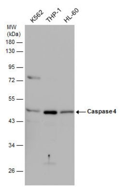 Invitrogen Caspase 4 Polyclonal Antibody 100 &mu;L | Buy Online | Invitrogen&trade; | Fisher Scientific