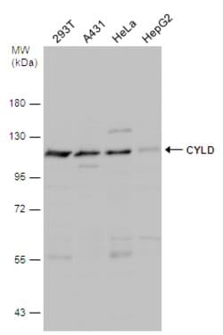 Invitrogen CYLD Polyclonal Antibody 100 &mu;L; Unconjugated:Antibodies,