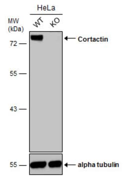 Invitrogen Cortactin Polyclonal Antibody 100 &mu;L | Buy Online | Invitrogen&trade; | Fisher Scientific