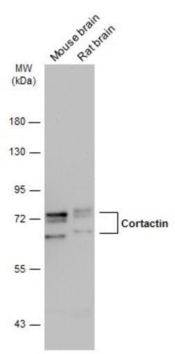 Invitrogen Cortactin Polyclonal Antibody 100 &mu;L | Buy Online | Invitrogen&trade; | Fisher Scientific