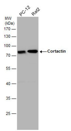 Invitrogen Cortactin Polyclonal Antibody 100 &mu;L | Buy Online | Invitrogen&trade; | Fisher Scientific