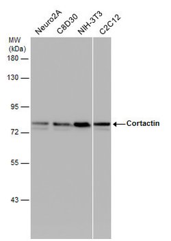 Invitrogen Cortactin Polyclonal Antibody 100 &mu;L | Buy Online | Invitrogen&trade; | Fisher Scientific