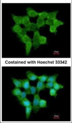 Invitrogen FMO3 Polyclonal Antibody 100 μL; Unconjugated:Antibodies,