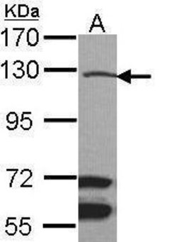 Invitrogen MLK1 Polyclonal Antibody 100 &mu;L; Unconjugated:Antibodies,