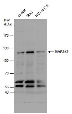 Invitrogen MLK1 Polyclonal Antibody 100 &mu;L; Unconjugated:Antibodies,