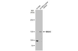 Invitrogen MSH3 Polyclonal Antibody 100 &mu;L; Unconjugated:Antibodies,