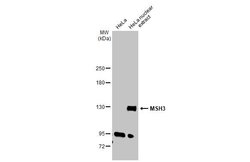 Invitrogen MSH3 Polyclonal Antibody 100 &mu;L; Unconjugated:Antibodies,