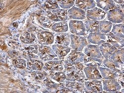 Invitrogen PCSK1 Polyclonal Antibody 100 &mu;L; Unconjugated:Antibodies,