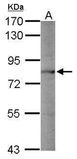 Invitrogen PCSK1 Polyclonal Antibody 100 &mu;L; Unconjugated:Antibodies,