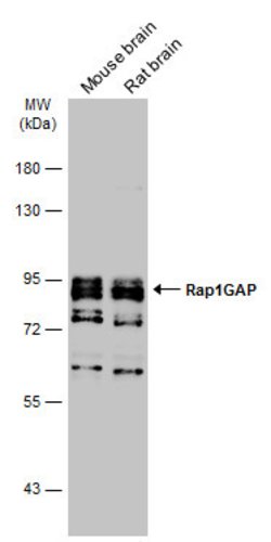 Invitrogen RAP1GAP Polyclonal Antibody 100 μL; Unconjugated:Antibodies,