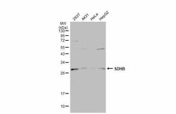 Invitrogen SDHB Polyclonal Antibody 100 &mu;L; Unconjugated:Antibodies,