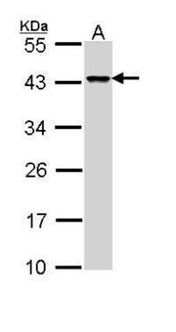 Invitrogen DAP3 Polyclonal Antibody 100 &mu;L; Unconjugated:Antibodies,