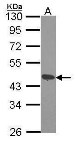 Invitrogen DAP3 Polyclonal Antibody 100 &mu;L | Buy Online | Invitrogen&trade; | Fisher Scientific
