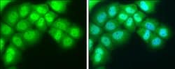 Invitrogen NR1D1 Polyclonal Antibody 100 &mu;L; Unconjugated:Antibodies,