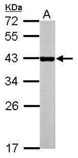 Invitrogen MB67 Polyclonal Antibody 100 &mu;L; Unconjugated:Antibodies,