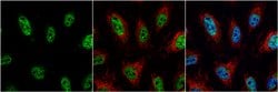 Invitrogen JAB1 Polyclonal Antibody 100 &mu;L; Unconjugated:Antibodies,