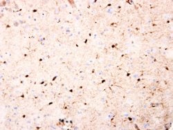 Invitrogen JAB1 Polyclonal Antibody 100 &mu;L; Unconjugated:Antibodies,