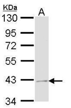 Invitrogen JAB1 Polyclonal Antibody 100 &mu;L; Unconjugated:Antibodies,