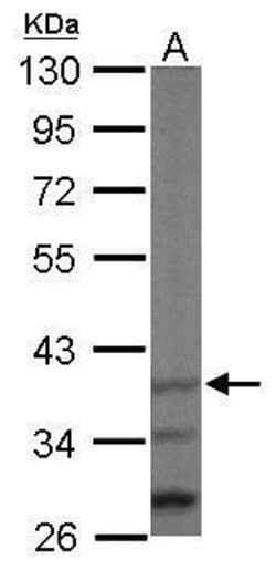 Invitrogen JAB1 Polyclonal Antibody 100 &mu;L; Unconjugated:Antibodies,