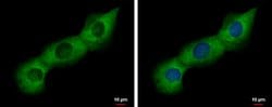 Invitrogen PABP Polyclonal Antibody 100 &mu;L; Unconjugated:Antibodies,