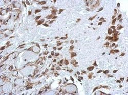 Invitrogen PABP Polyclonal Antibody 100 &mu;L; Unconjugated:Antibodies,