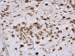 Invitrogen PABP Polyclonal Antibody 100 &mu;L; Unconjugated:Antibodies,