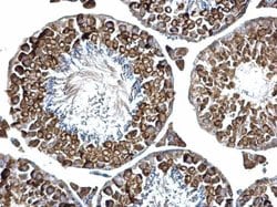 Invitrogen PABP Polyclonal Antibody 100 &mu;L; Unconjugated:Antibodies,