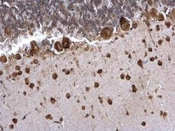 Invitrogen PABP Polyclonal Antibody 100 &mu;L; Unconjugated:Antibodies,