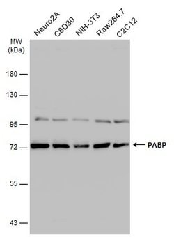 Invitrogen PABP Polyclonal Antibody 100 &mu;L; Unconjugated:Antibodies,