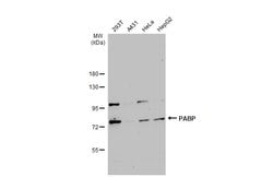 Invitrogen PABP Polyclonal Antibody 100 &mu;L; Unconjugated:Antibodies,