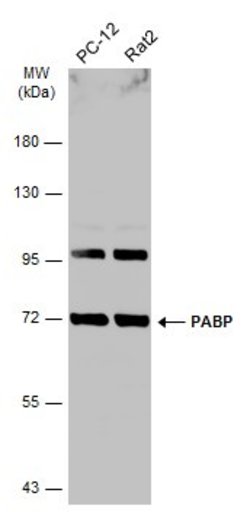 Invitrogen PABP Polyclonal Antibody 100 &mu;L; Unconjugated:Antibodies,